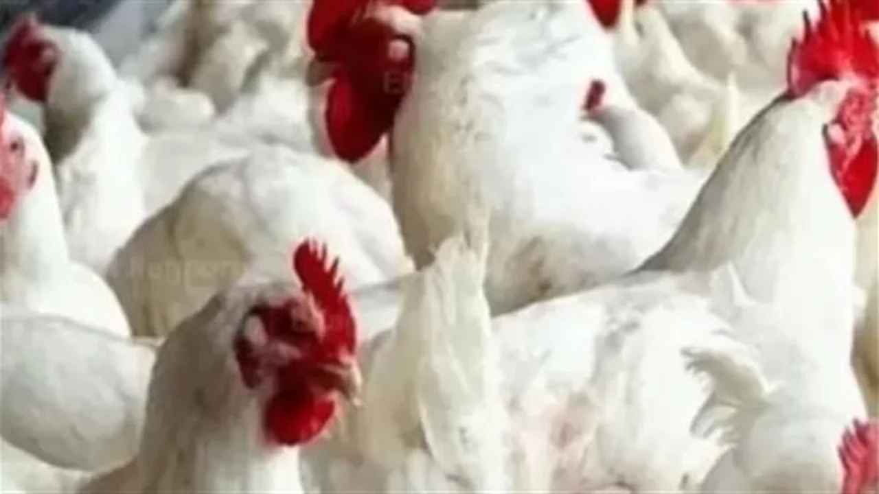 أسعار اليوم: 20 جنيهاً لكل كيلو من الفراخ بالأسواق المحلية